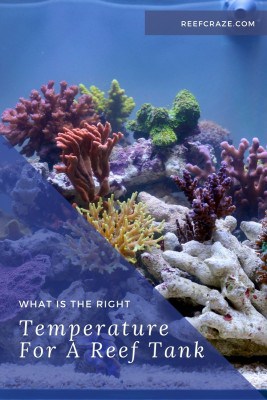 What Is The Right Temperature For A Reef Tank