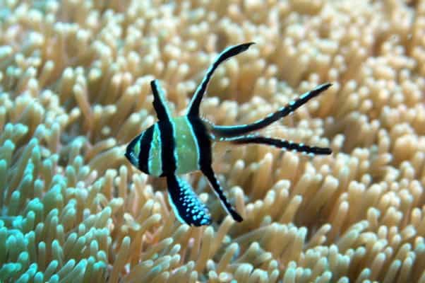 Banggai Cardinalfish