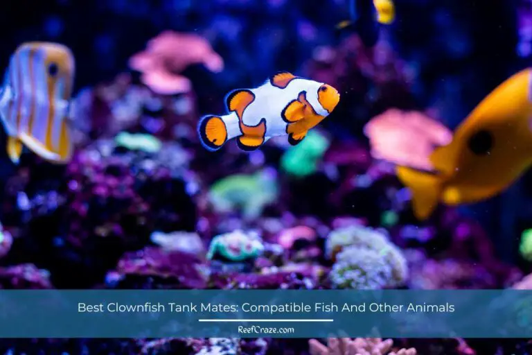 21 Best Clownfish Tank Mates: [16 Fish And 5 Other Species]
