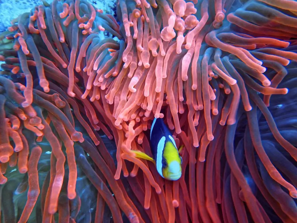 Clown Fish in anemone