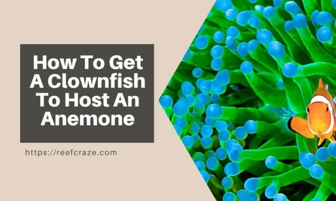 How To Get A Clownfish To Host An Anemone