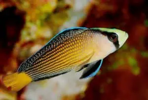 Psuedochromis