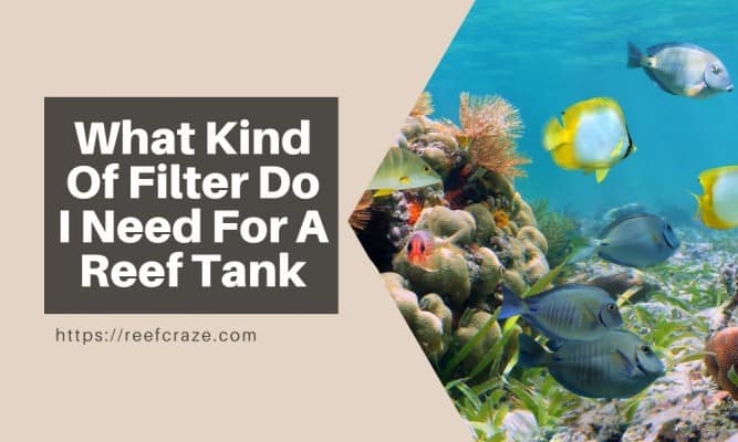 What Kind Of Filter Do I Need For A Reef Tank?