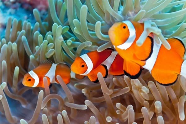 Clownfish in community