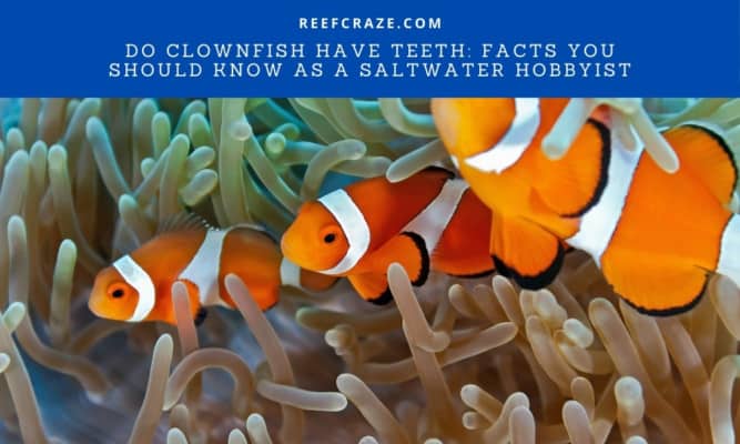 Do Clownfish Have Teeth