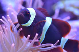 Maroon Clownfish