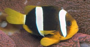 Clarkii Clownfish