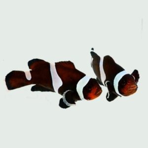 Darwin Clownfish