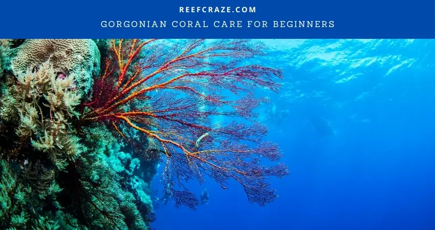 Gorgonian Coral Care For Beginners