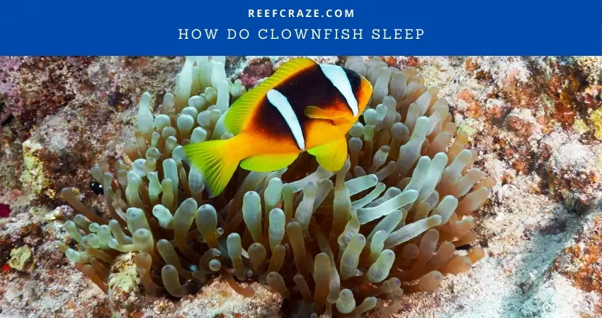 How Do Clownfish Sleep