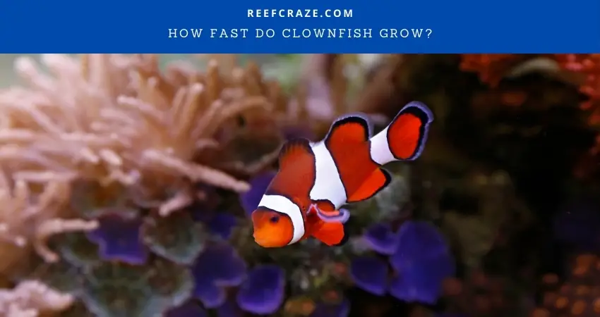 How Fast Do Clownfish Grow? - Reef Craze