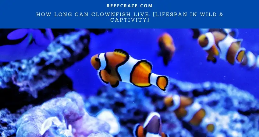 How Long Can Clownfish Live