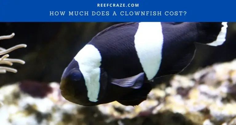 How Much Does A Clownfish Cost?