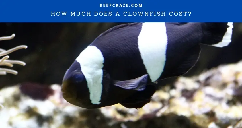 How Much Does A Clownfish Cost