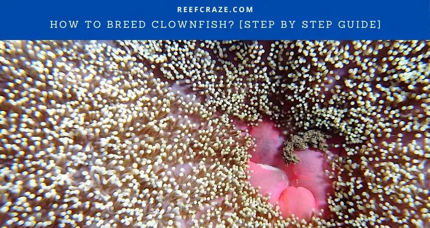 How To Breed Clownfish? [Step By Step Guide] - Reef Craze