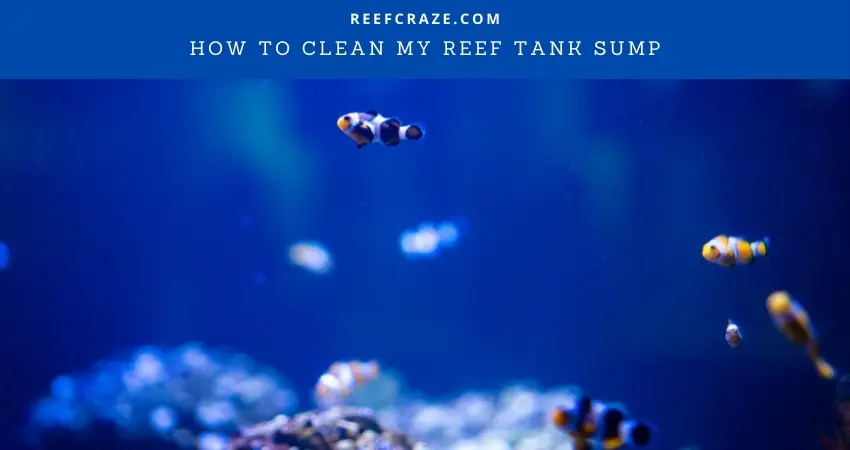 How To Clean My Reef Tank Sump