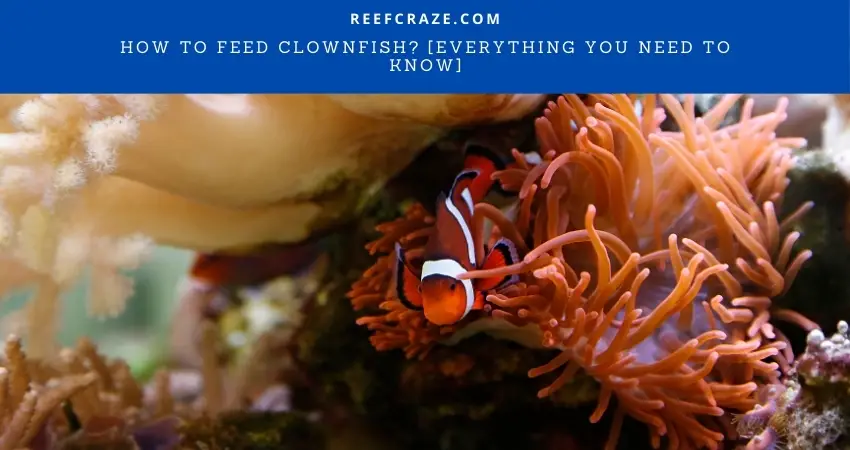 How To Feed Clownfish