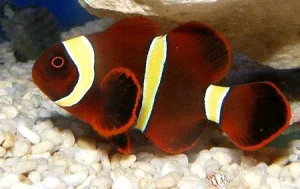 Maroon Clownfish