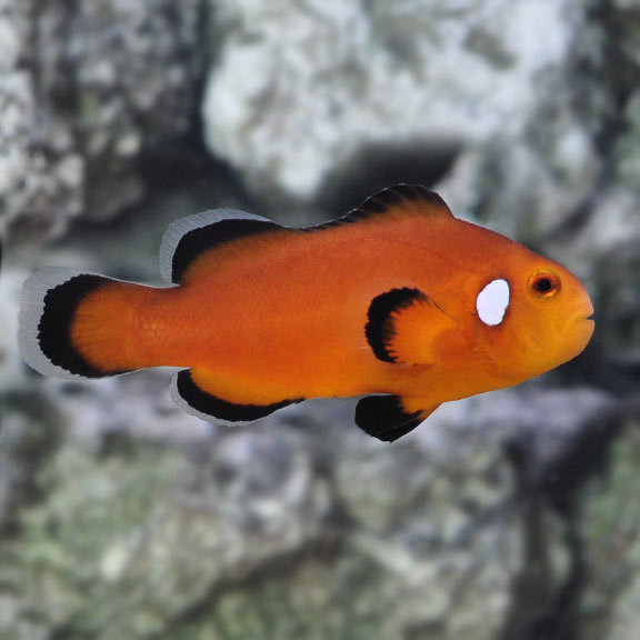 How Much Does A Clownfish Cost? [Species Wise Compared] Reef