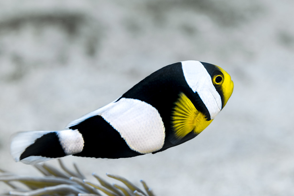 How Much Does A Clownfish Cost? [Species Wise Compared] Reef