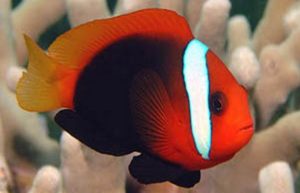 Tomato Clownfish