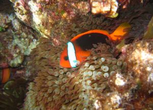 cinnamon clownfish