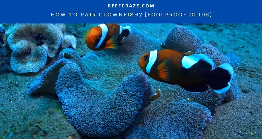 How To Pair Clownfish