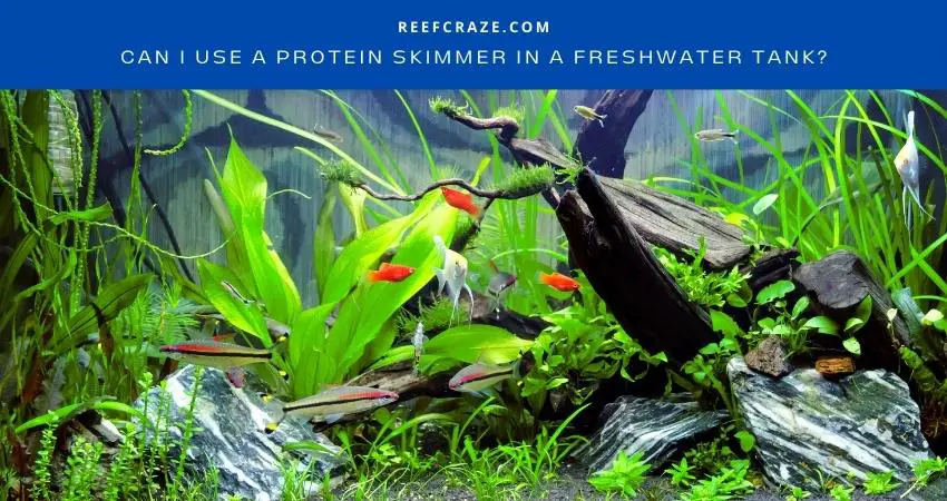 Can I Use A Protein Skimmer In A Freshwater Tank? - Reef Craze