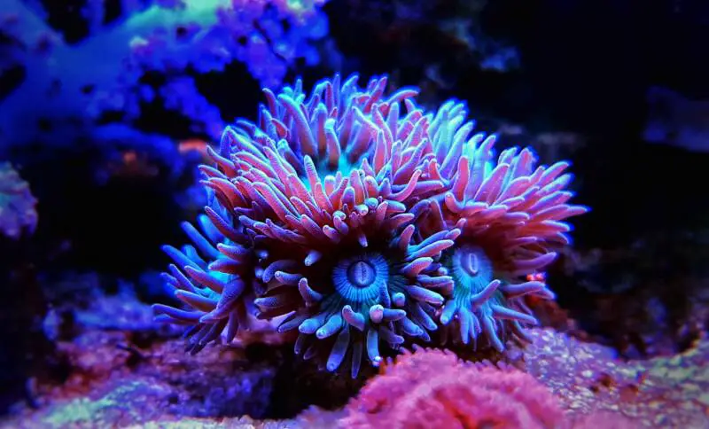 How To Place Corals In A Reef Tank? [Beginner’s Guide] 6