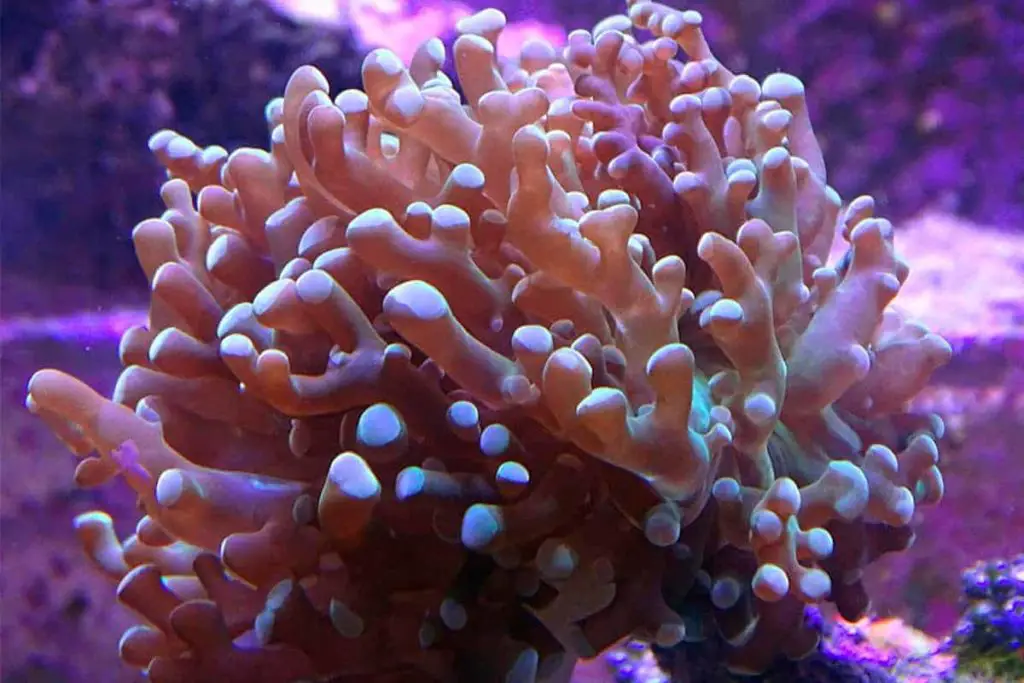 How To Place Corals In A Reef Tank? [Beginner’s Guide] 5