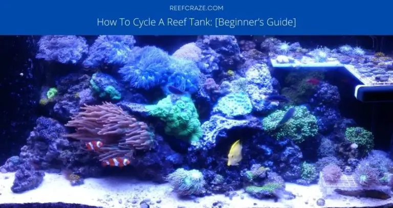 How To Cycle A Reef Tank: [Beginner’s Guide]