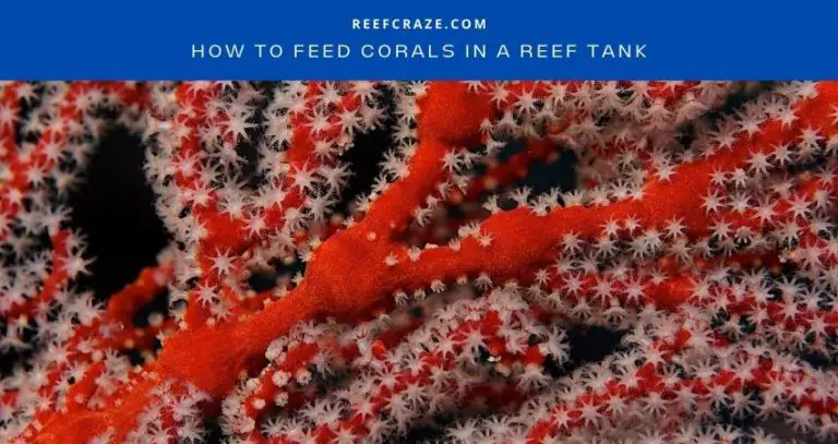 How To Feed Corals In A Reef Tank? [2 Methods]