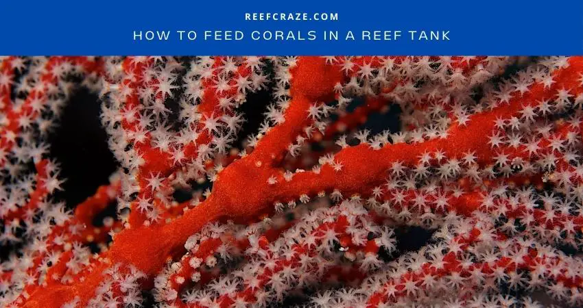 How To Feed Corals In A Reef Tank