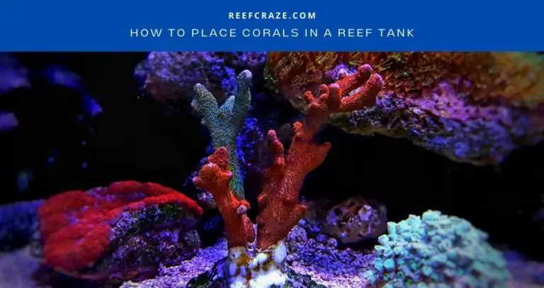 How To Place Corals In A Reef Tank? [Beginner’s Guide]