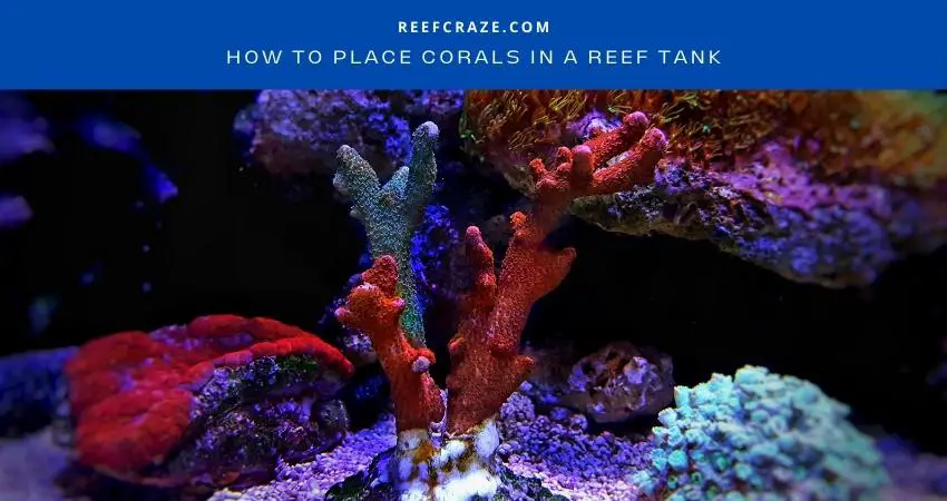 How To Place Corals In A Reef Tank