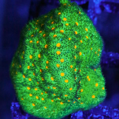 How To Place Corals In A Reef Tank? [Beginner’s Guide] 3