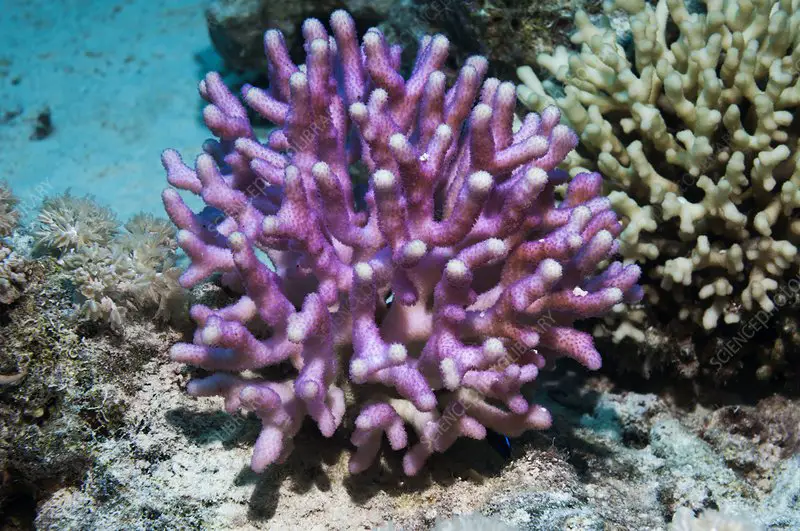 How To Place Corals In A Reef Tank? [Beginner’s Guide] 4