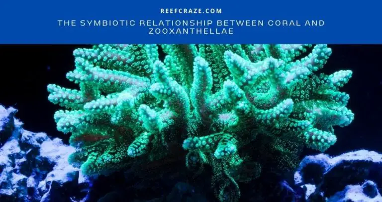 Symbiotic Relationship Between Coral & Zooxanthellae