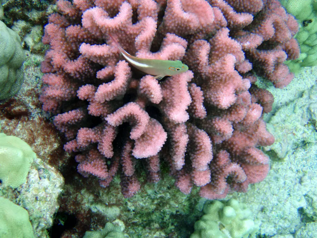 How To Place Corals In A Reef Tank? [Beginner’s Guide] 2