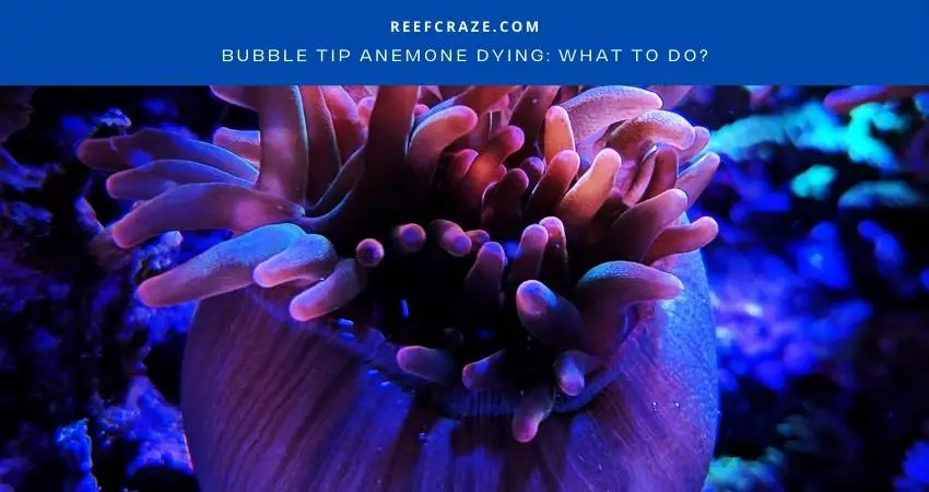 Bubble Tip Anemone Dying