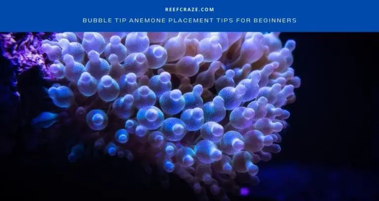 Bubble Tip Anemone Placement Tips For Beginners