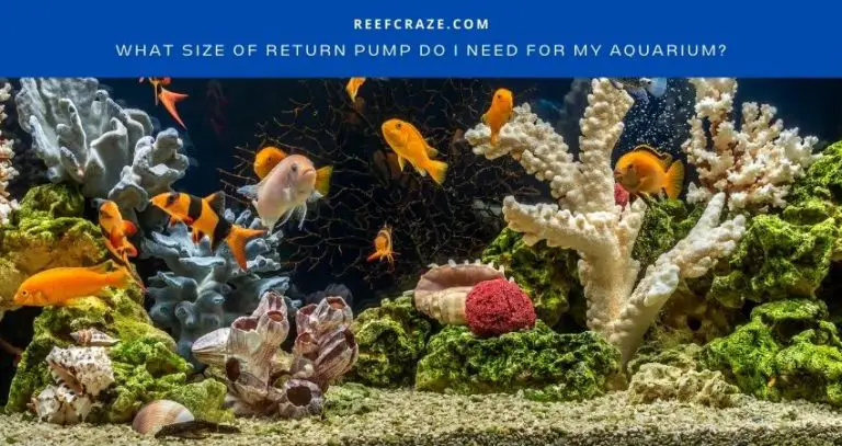 What Size Of Return Pump Do I Need For My Aquarium?