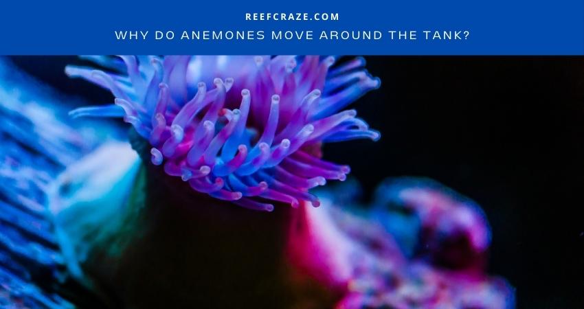 Why Do Anemones Move Around The Tank? - Reef Craze