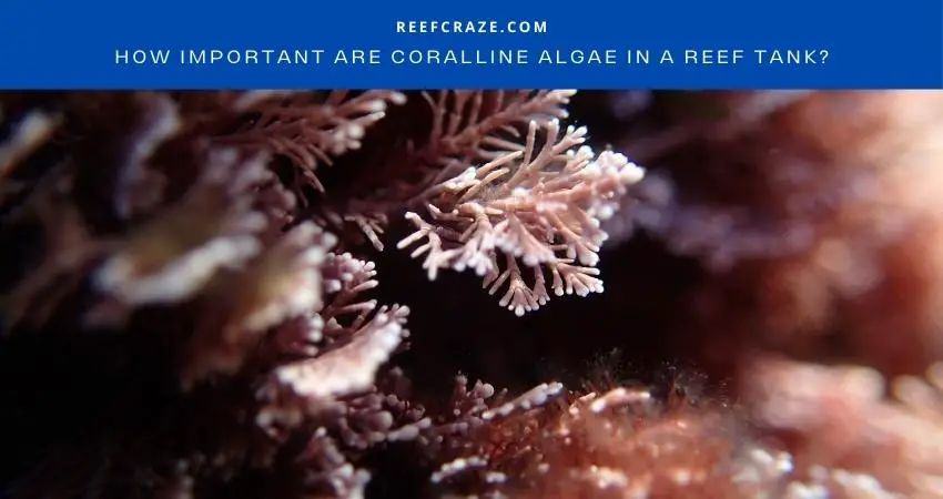 How Important Are Coralline Algae In A Reef Tank