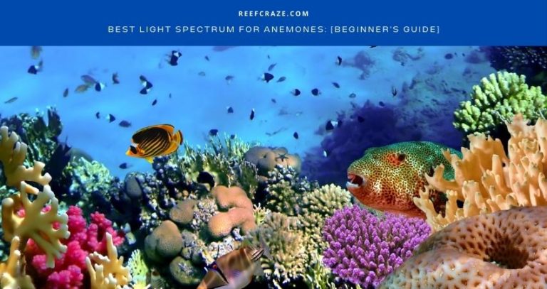 Best Light Spectrum For Anemones: [Beginner’s Guide]