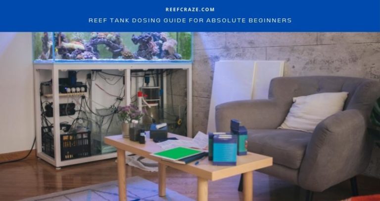 Reef Tank Dosing Guide For Absolute Beginners