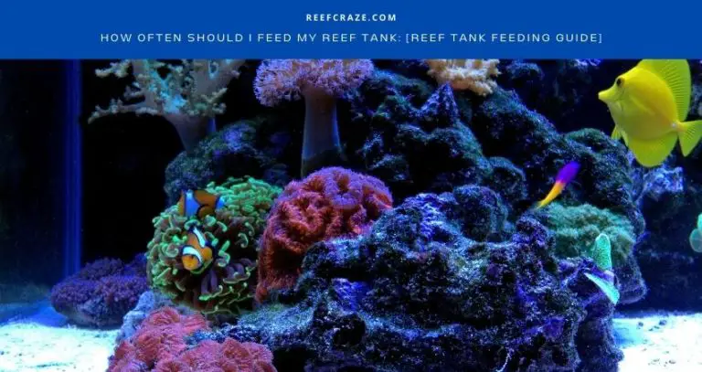 How Often Should I Feed My Reef Tank: [Reef Tank Feeding Guide]