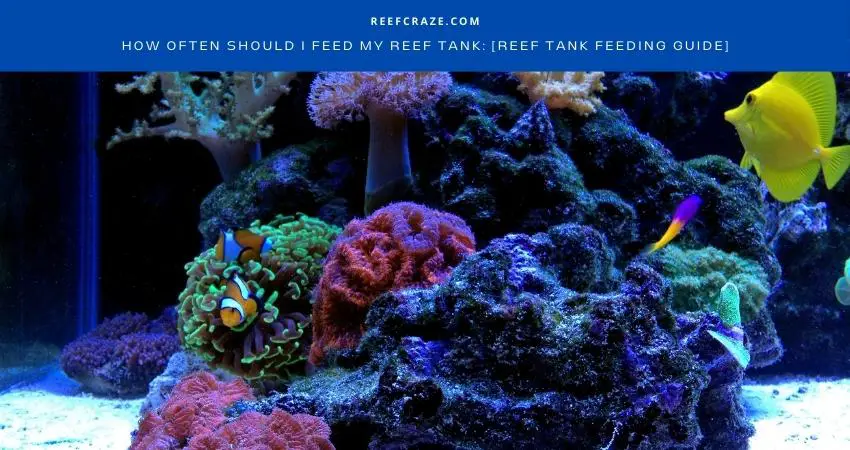 Reef Tank Feeding Guide