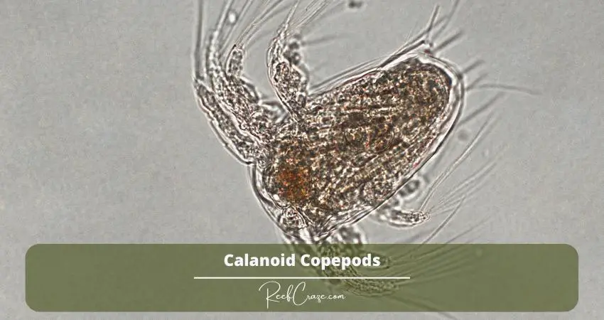 Calanoid-Copepods