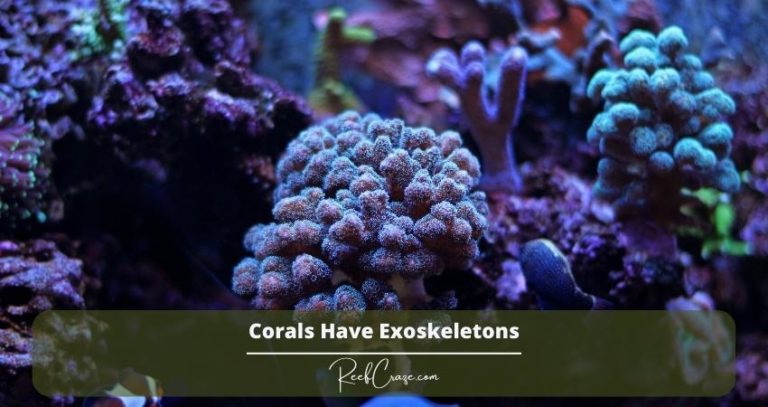 Image showcasing How Often To Dose Calcium In Reef Tanks? – Reef Craze
